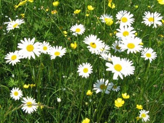 Green grass with wild white daisies.